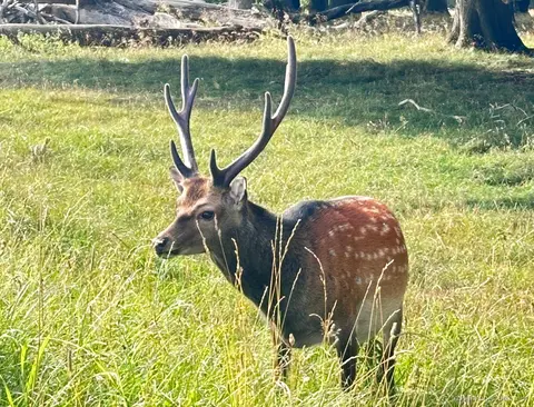 Cyklister på en skovsti i Dyrehaven under en cykeltur fra København