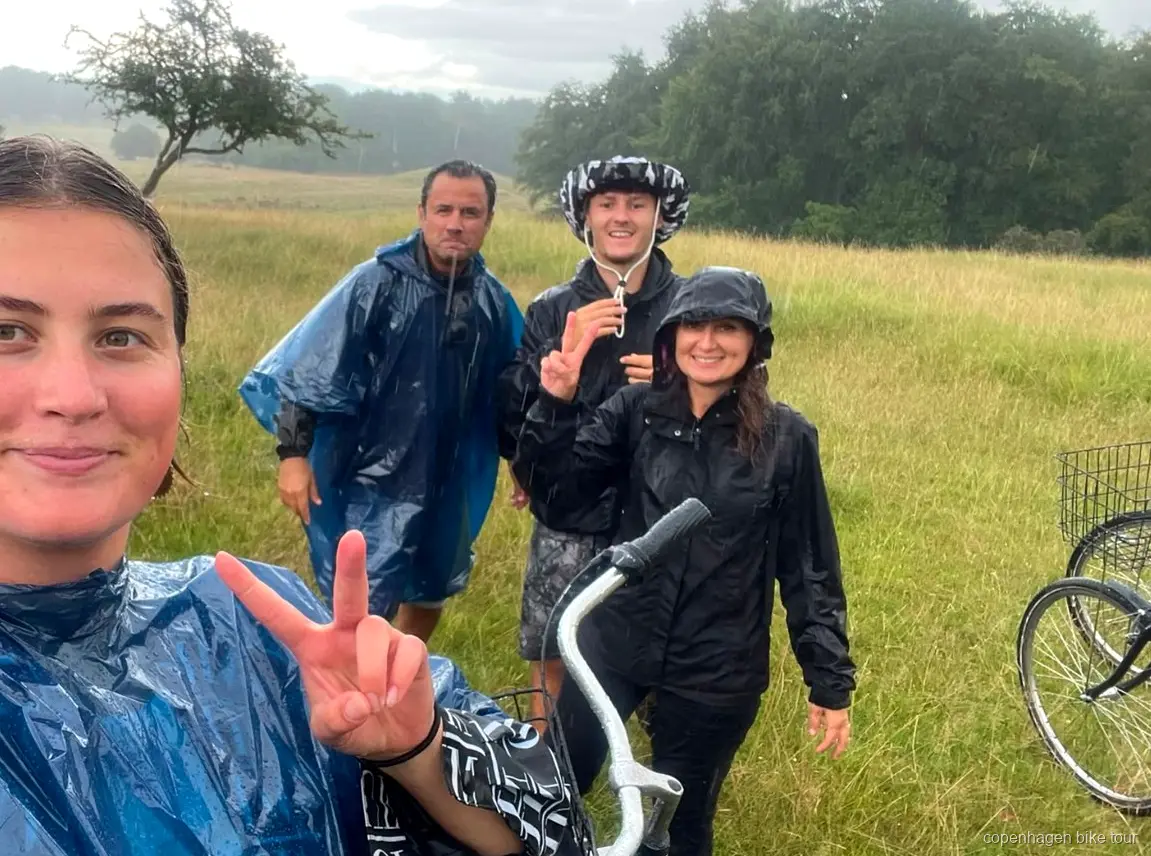 Cervo selvatico al pascolo vicino a un gruppo di ciclisti a Dyrehaven